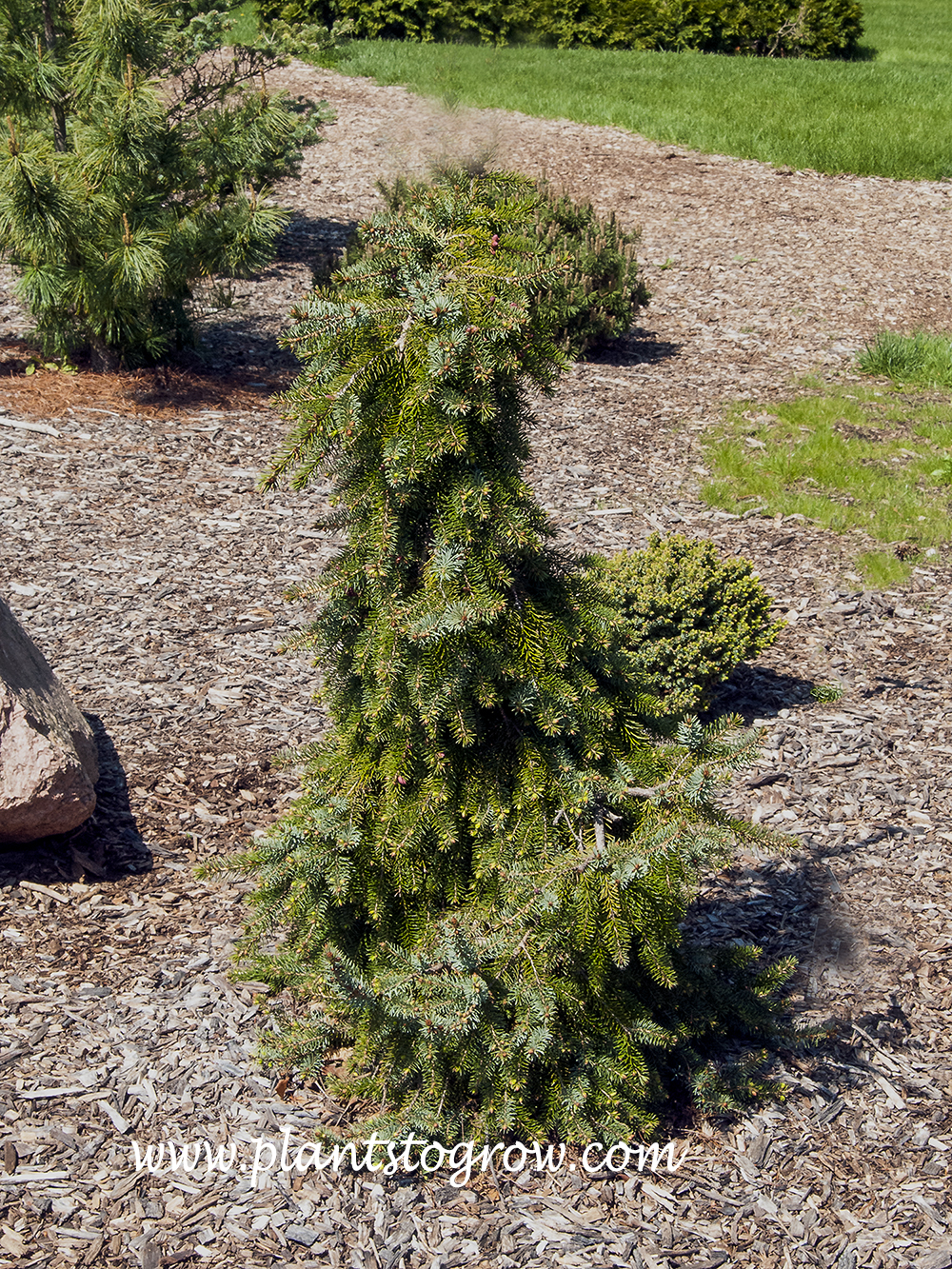 Bruns Pendula Serbian Spruce (Picea omorika)